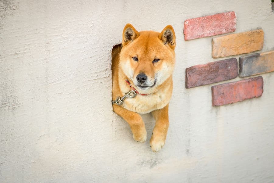 What is Dogecoin - The Friendliest Cryptocurrency In The World?